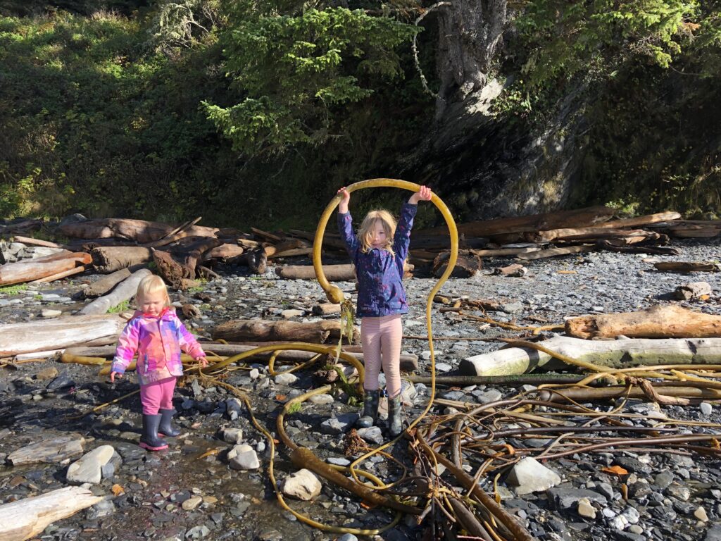 Holding up a long piece of kelp Botany Bay.