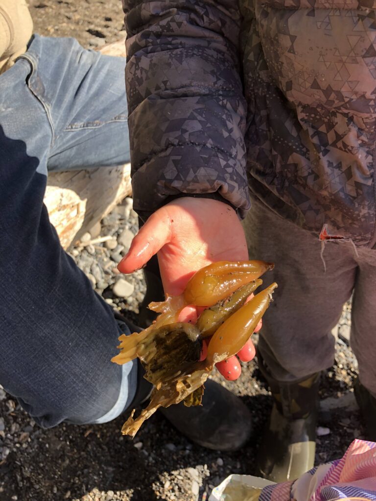 Carrot looking kelp at Botany Bay.