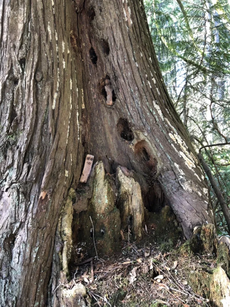 Wood Owls in a tree at Roberts Memorial Provincial Park.