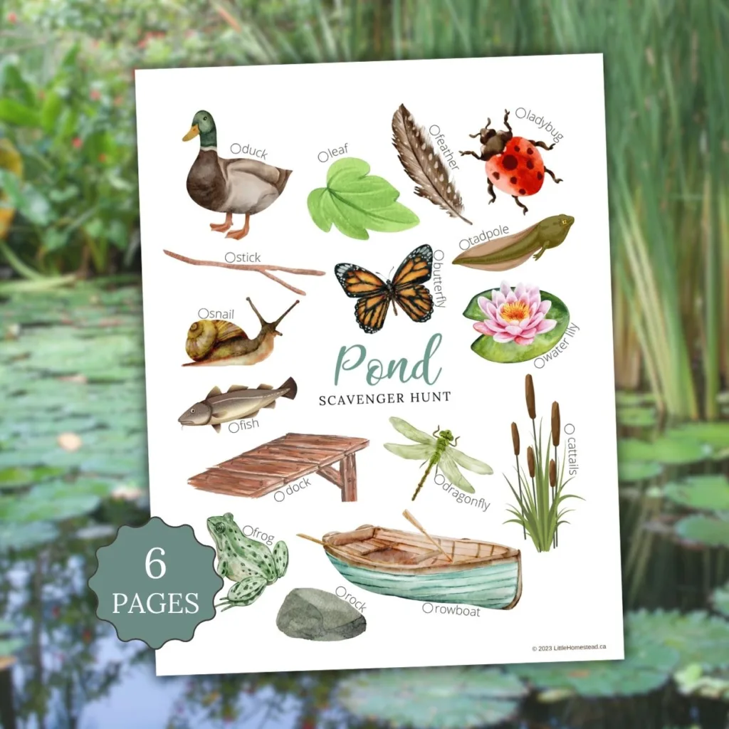 Pond Scavenger Hunt